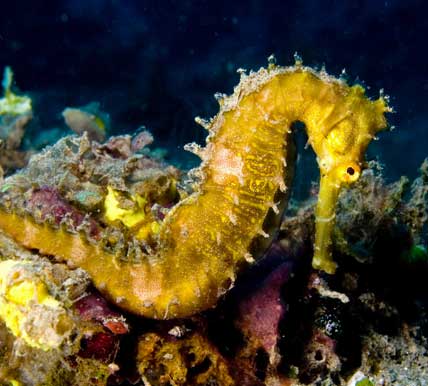 tiger tail seahorse at Koh Phra thong