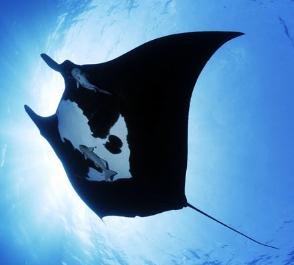 kayak nature tours in thailand